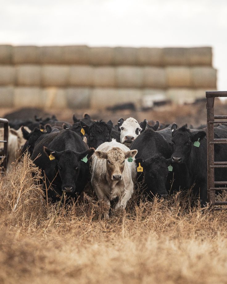 Cow closeup inspiration